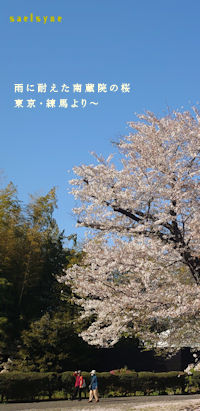 雨に耐えた南蔵院の桜。東京・練馬より～