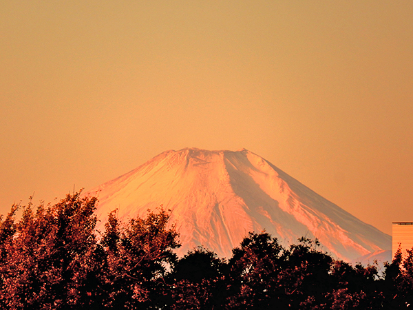 旭を浴びる今朝の富士山。今日も宜しく！　東京・練馬より～