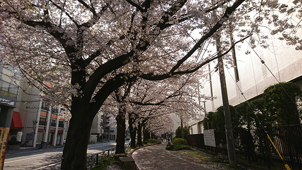 桜のトンネル、気持ち良かったー。東京・練馬の千川通り。