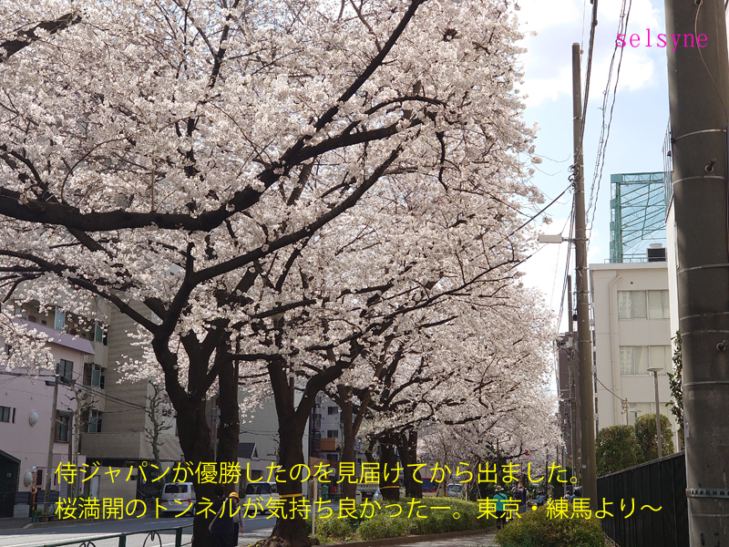 侍ジャパンが優勝したのを見届けてから出ました。桜満開のトンネルが気持ち良かったー。東京・練馬より～
