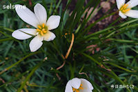 今日のみちくさ