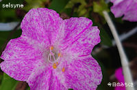 今日のみちくさ