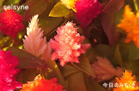 今日のみちくさ