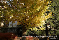 秋が短くなったと言うけど、最近は割と暖かくてまだまだ楽しんでる。今日のみちくさ