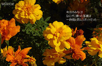 今日のみちくさ　なにげに撮った写真は一昨晩と同じスポットだった…