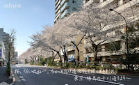 <a href="file:///C:/センバツのLIFEBOOK/HomePage/SELSYNE-https/2025.3.30tubuyaki800.jpg" target="_blank"><img src="file:///C:/センバツのLIFEBOOK/HomePage/SELSYNE-https/2025.3.30tubuyaki200.jpg" width="200" height="122" border="0" alt="桜、咲いたねー。ちょっとだけ遠回りして帰ってきました。東京・練馬の千川通りより～" title="セルシネ・エイム研究所／和田知浩。千川通りの桜並木。"></a>