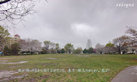 雨が降ってるから独り占めでした。東京・練馬のかしわ公園より