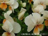小雨が降る中、傘を脇に置いてパチリ！