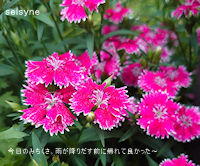 今日のみちくさ。雨が降りだす前に帰れて良かった～