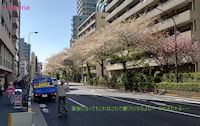 葉桜になってもこれはこれで撮りたくなるよねー　わかるわかる・・・