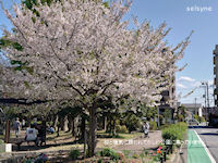 桜と陽気に誘われてかしわ公園に集っています。