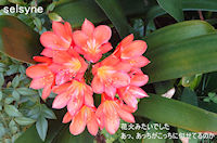 花火みたいでした　あっ、あっちがこっちに似せてるのか