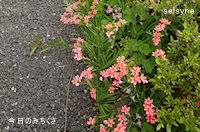 今日のみちくさ