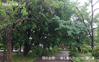 雨の合間・・・傘も畳んでついつい寄り道