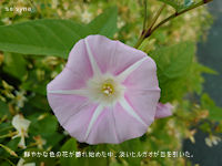 鮮やかな色の花が萎れ始めた中、淡いヒルガオが目を引いた。