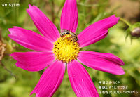 今日のみちくさ　美味しそうにせっせと　花粉を沢山足につけながら