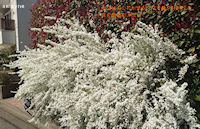 今日は白の花が至るところで目を引きました。花の季節到来だね！