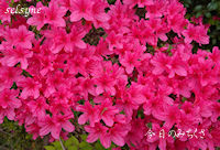 今日のみちくさ