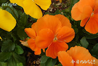 今日のみちくさ