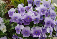 雨の中、今日のみちくさ