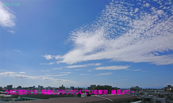 うろこ雲だけど、日射しがジンジンしている東京・練馬より。