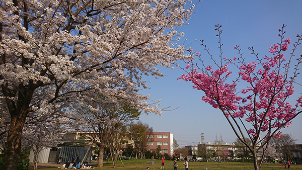 花より団子？　いえいえ、綺麗だったー。東京・練馬の中村かしわ公園。