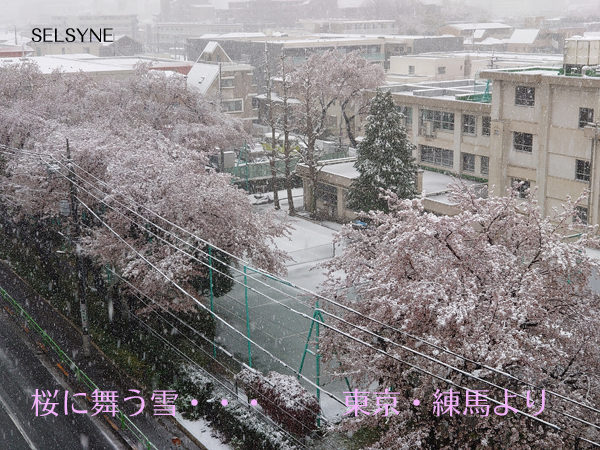 桜に舞う雪・・・ 東京・練馬より