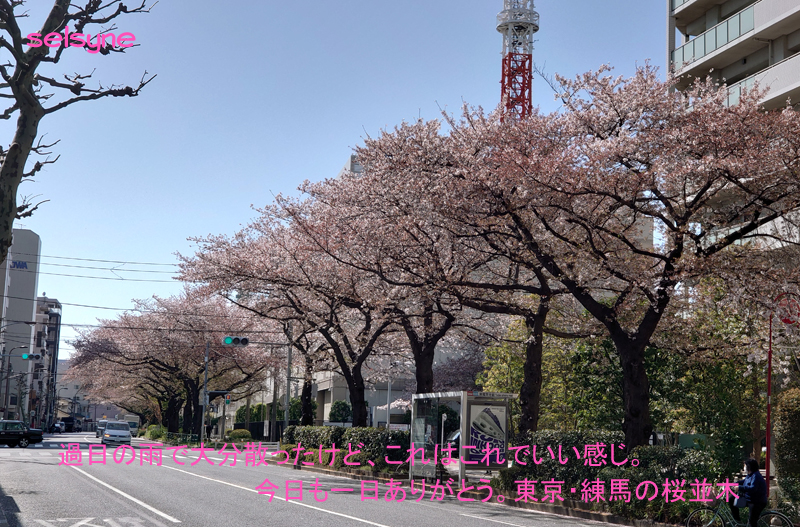 過日の雨で大分散ったけど、これはこれでいい感じ。今日も一日ありがとう。東京・練馬の桜並木