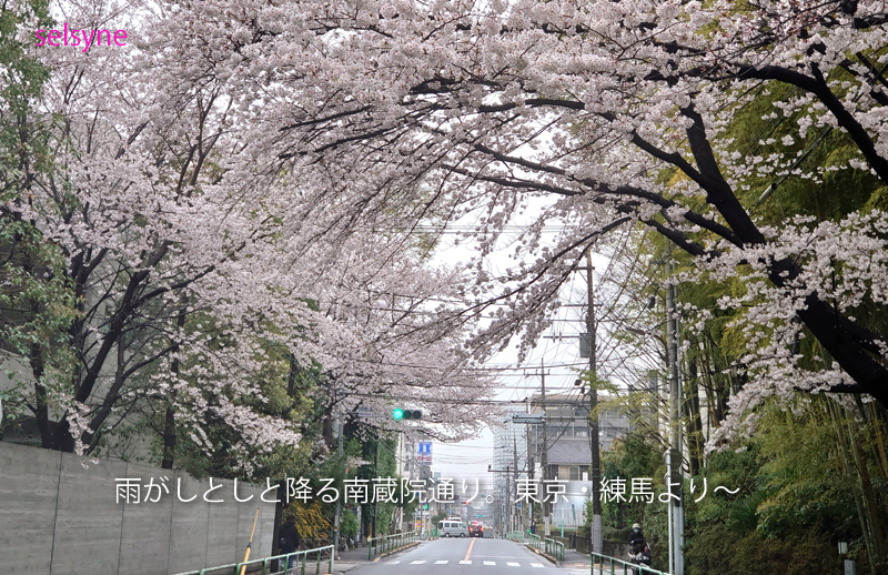 雨がしとしと降る南蔵院通り。東京・練馬より～