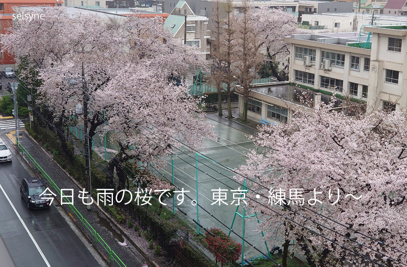今日も雨の桜です。東京・練馬より～