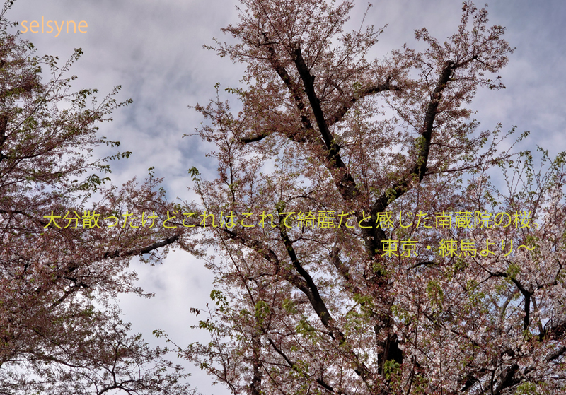 大分散ったけどこれはこれで綺麗だと感じた南蔵院の桜。 東京・練馬より～